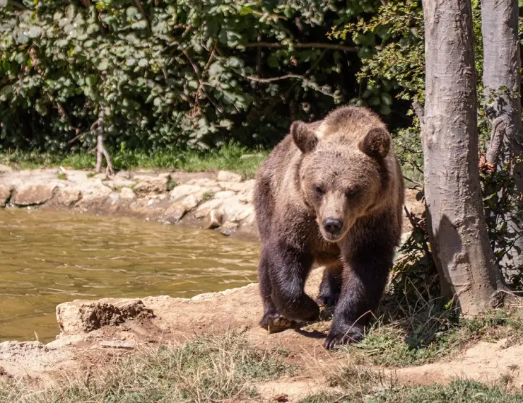 rezervația de urși libearty zărnești