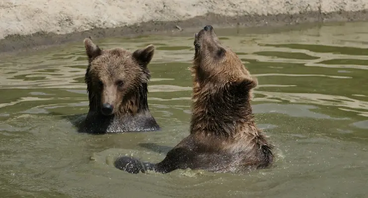 rezervația de urși libearty zărnești doi ursi in apa