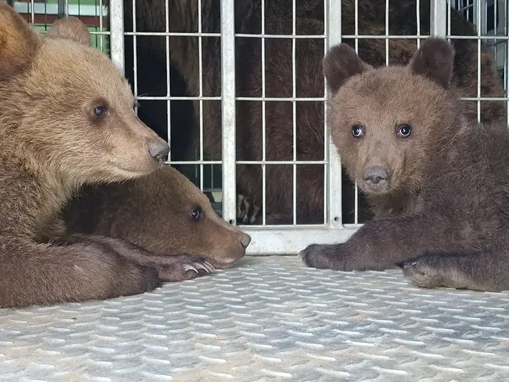 rezervația de urși libearty zărnești pui de ursi