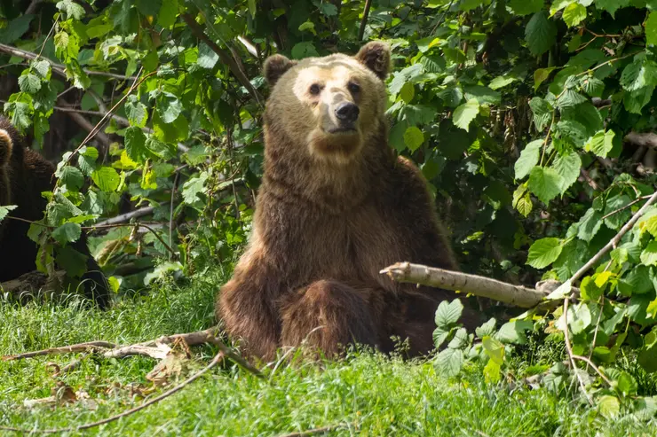 rezervația de urși libearty zărnești