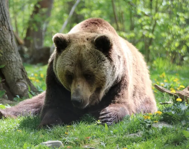 rezervația de urși libearty zărnești urs mare din rezervatie