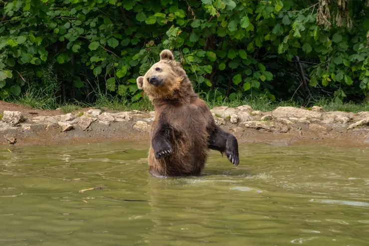 rezervația de urși libearty zărnești urs se racoreste in apa